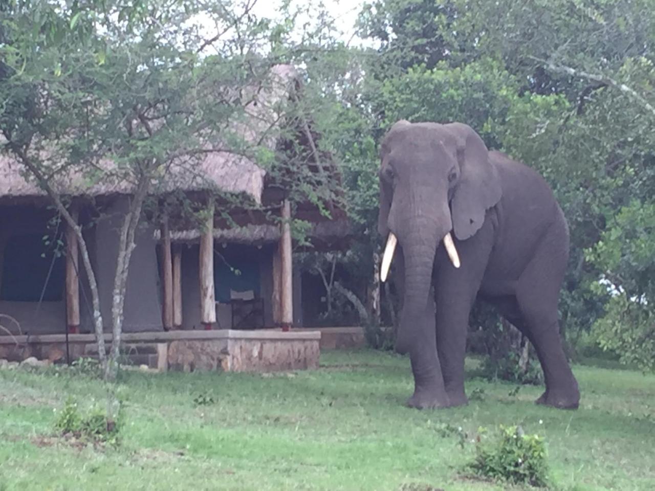 Queen Elizabeth Bush Lodge By Nature Lodges Ltd Katunguru エクステリア 写真